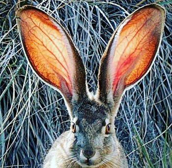 Физиономическая символика: Уши